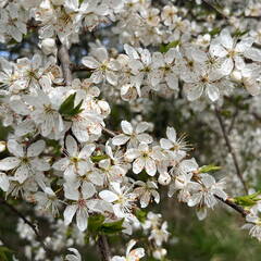 25-03-21 12-49-21 2490